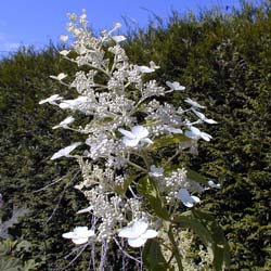 Hydrangea paniculata Unique